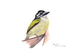 Yellow rumped Tinker bird