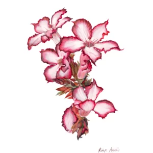 Fine Art Print - Impala Lily