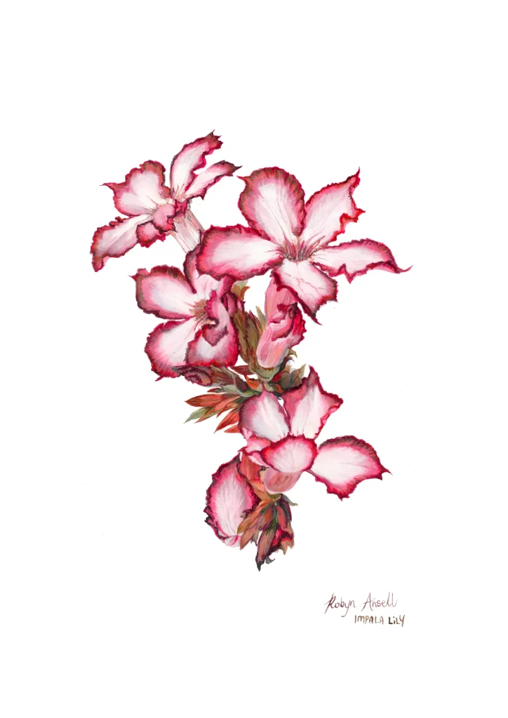 Impala Lily