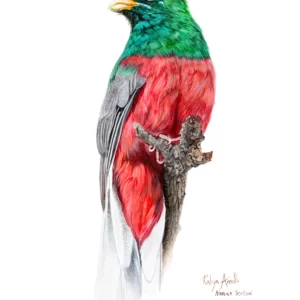Fine Art Print - Narina Trogon (Male)