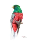 Narina Trogon (Male)