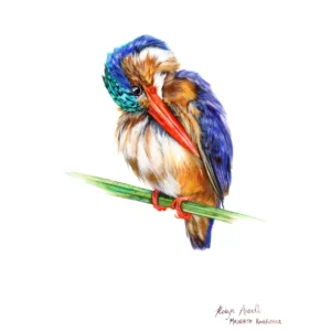 Greeting Card - Malachite Kingfisher #2
