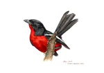 Crimson breasted Shrike