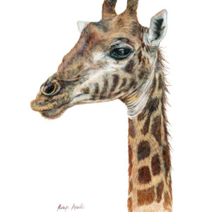 Fine Art Print - Giraffe