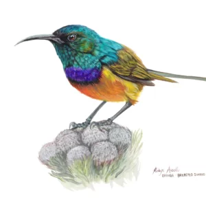 Fine Art Print - Orange-Breasted Sunbird