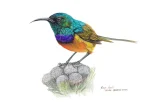 Orange Breasted Sunbird