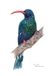 Green Wood Hoopoe