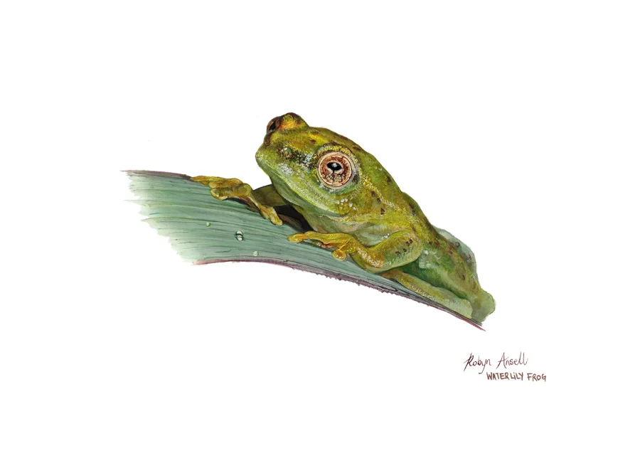 Fine Art Print – Waterlily Frog