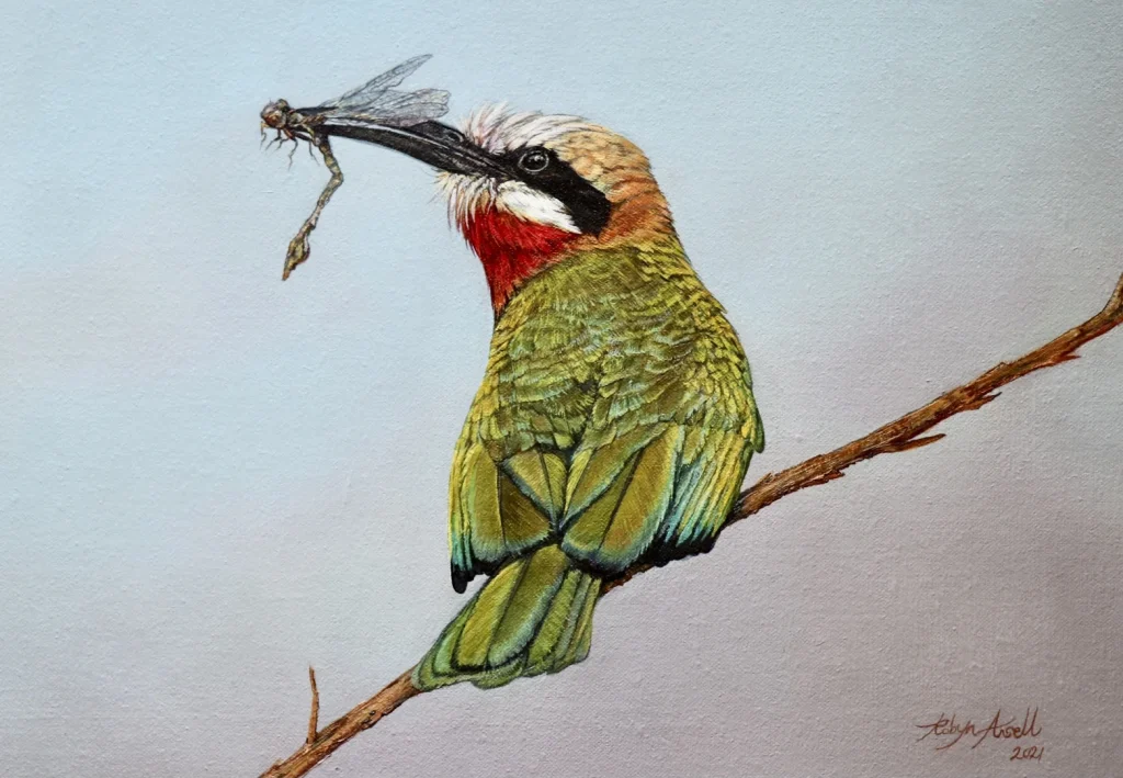 White fronted bee eater