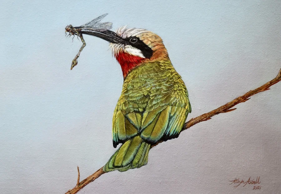 White fronted bee eater