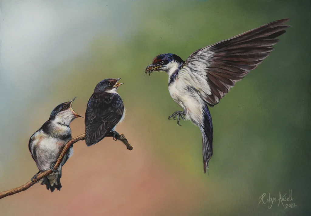 White throated swallows