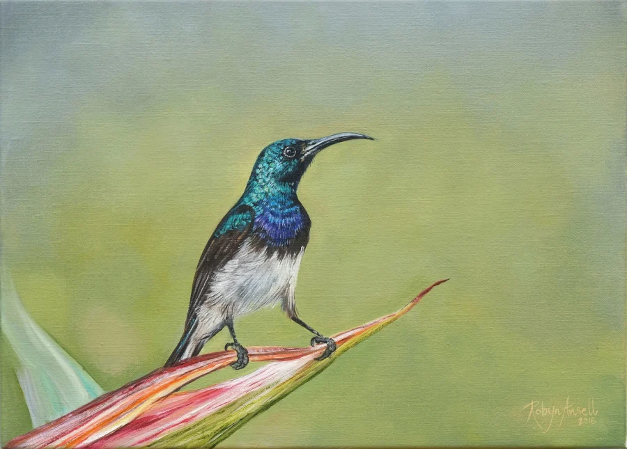 White bellied sunbird
