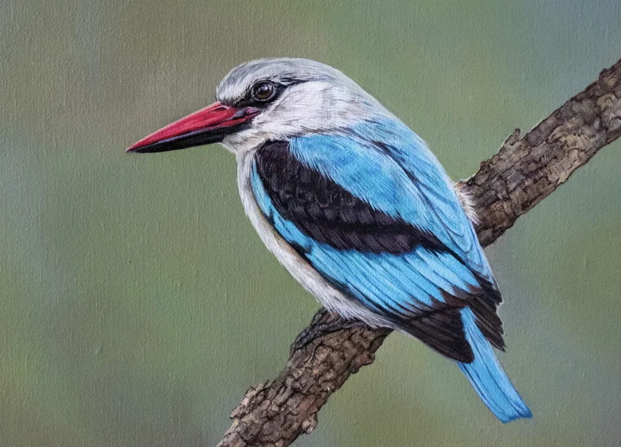 Woodland Kingfisher