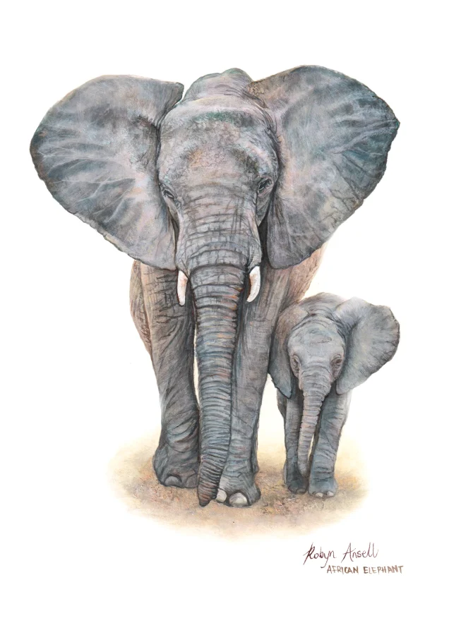 Elephants