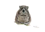 Dassie