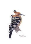 Hoopoe