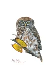 PearlSpottedOwlet