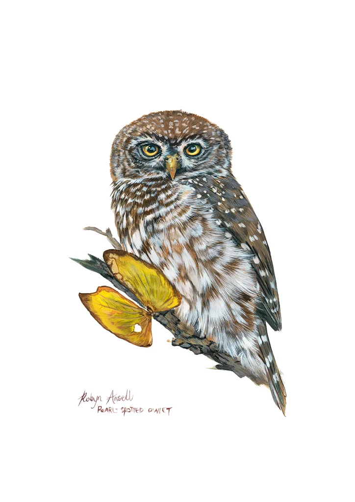 Pearl-spotted Owlet