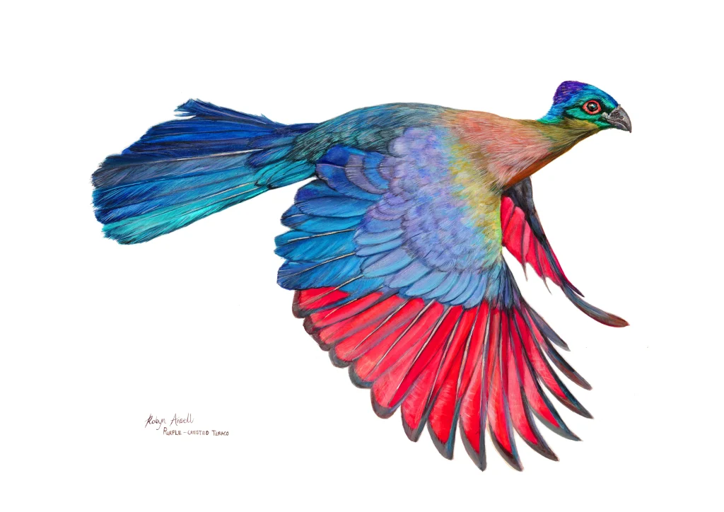Purple crested Turaco #2