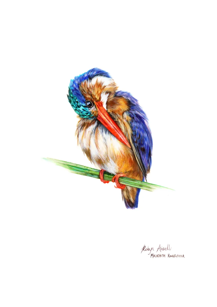Malachite Kingfisher #3