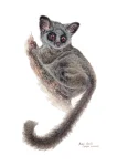 Bush Baby #2