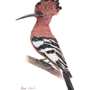 African Hoopoe #2