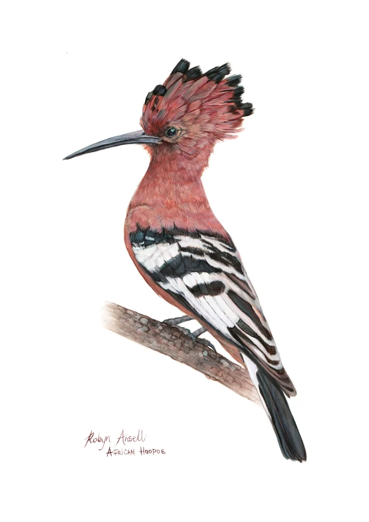 African Hoopoe #2