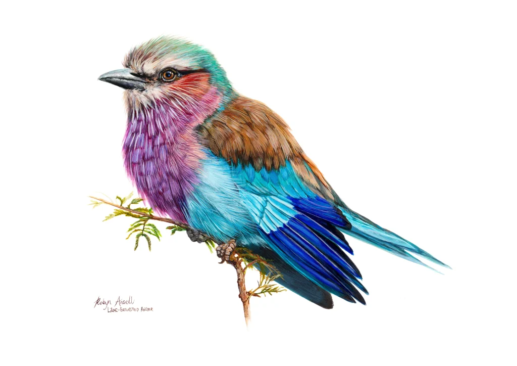Lilac breasted Roller #3