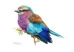 Lilac breasted Roller #3