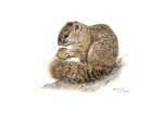 Fine Art Print – Tree Squirrel
