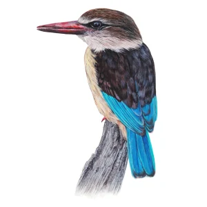 Brown hooded Kingfisher #2