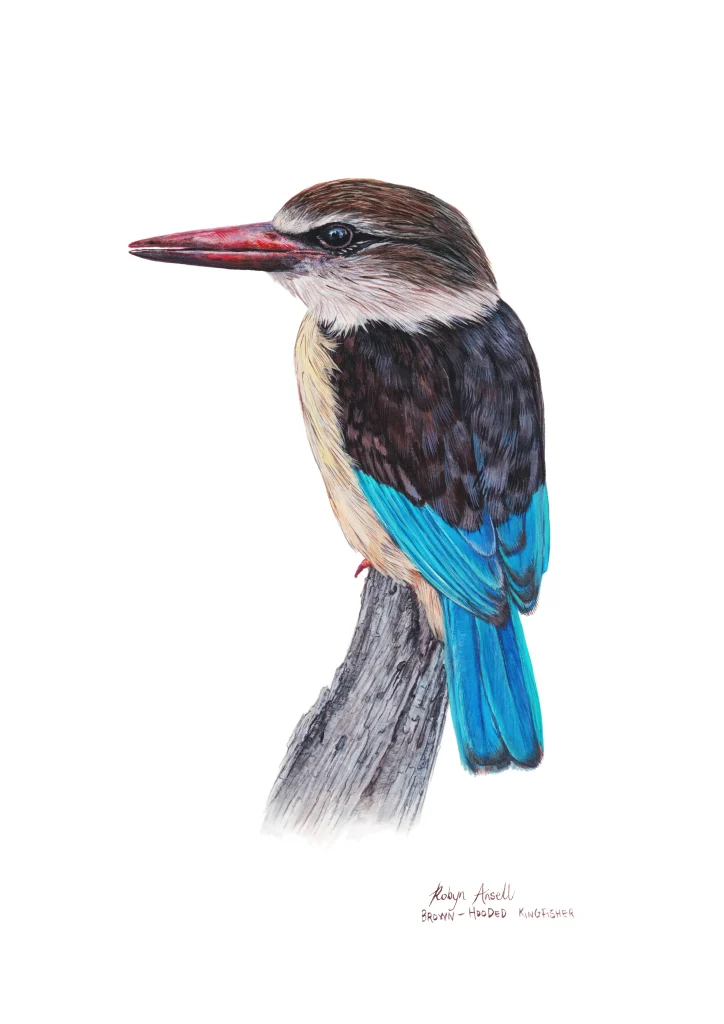 Brown hooded Kingfisher #2
