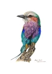Fine Art Print – Lilac-breasted Roller #2