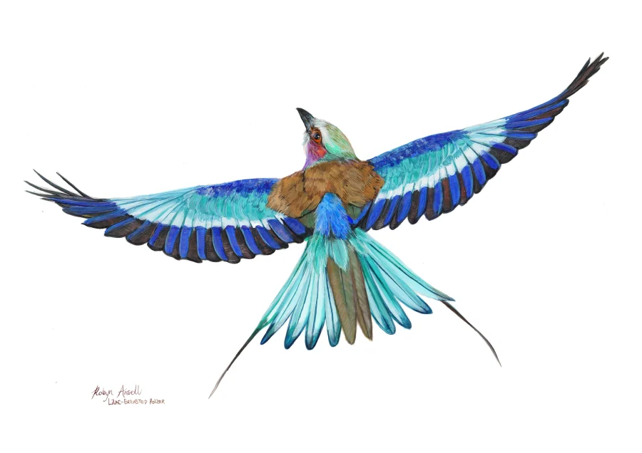 Lilac breasted Roller #4 (Flight)