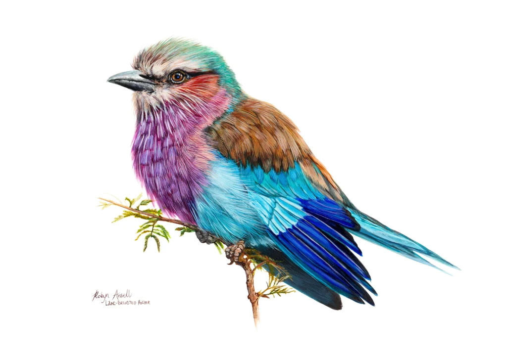 Lilac breasted Roller #3